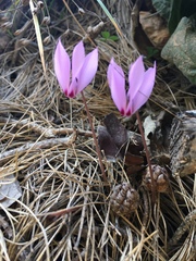 Cyclamen cilicicum