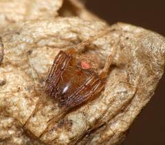 Araneidae