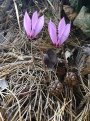 Cyclamen cilicicum