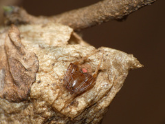 Araneidae