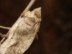 Araneidae