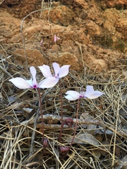 Cyclamen cilicicum