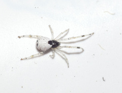 Theridiidae