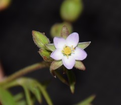 Spergularia tasmanica