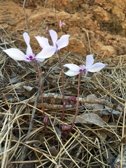 Cyclamen cilicicum