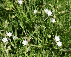 Spergularia tasmanica