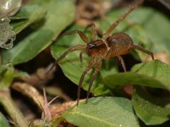 Lycosidae