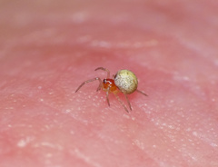 Theridiidae