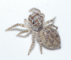 Salticidae
