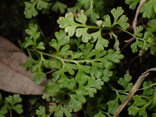 Jersey fern