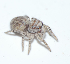 Salticidae