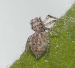 Salticidae