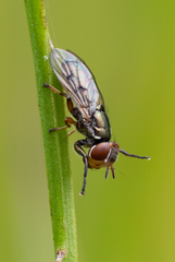 Duomyia