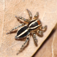 Stenaelurillus termitophagus