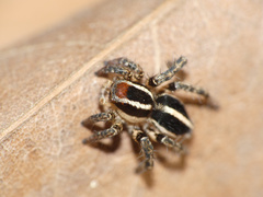 Stenaelurillus termitophagus