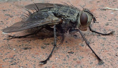 Microphthalma europaea
