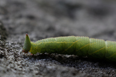 Coequosa australasiae