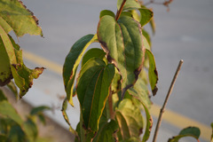 Zabelia