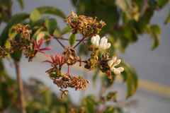 Zabelia