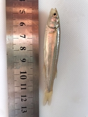 Basilichthys microlepidotus