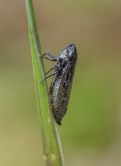 Putoniessa