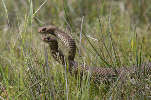 Eastern Brown Snake sighting