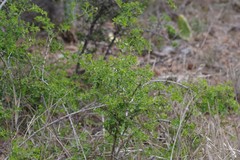 Azima tetracantha