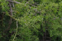 Azima tetracantha