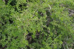 Azima tetracantha