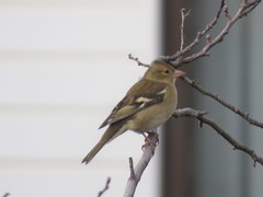Fringilla coelebs