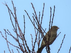 Passer domesticus