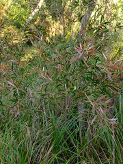 Melaleuca paludicola