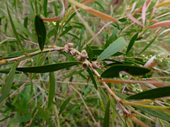 Melaleuca paludicola