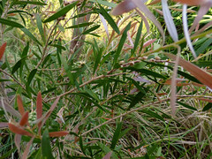 Melaleuca paludicola