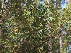 Grevillea venusta