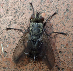 Microphthalma europaea
