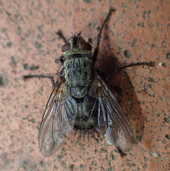 Microphthalma europaea