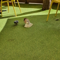 Columba livia domestica