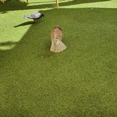 Columba livia domestica