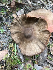 Entoloma conferendum