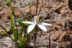 Caladenia gracilis