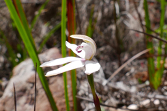Caladenia gracilis