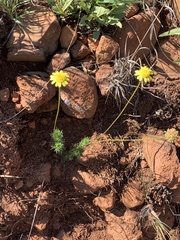 Euryops laxus