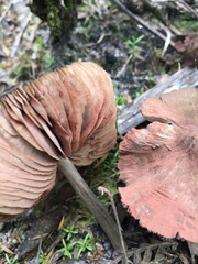 Entoloma conferendum
