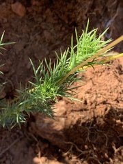 Euryops laxus