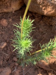 Euryops laxus