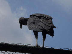 Coragyps atratus