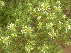 Agathosma bisulca