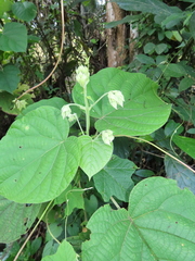 Clerodendrum infortunatum