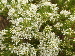 Agathosma bisulca